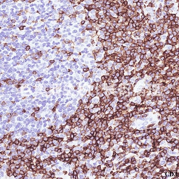 病理学实验技术服务