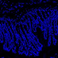 Hoechst 33342染色液（即用型）