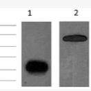 Anti-GFP Tag Mouse Monoclonal Antibody(Plant Specific)