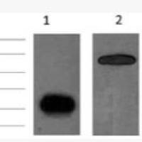 Anti-GFP Tag Mouse Monoclonal Antibody(Plant Specific)