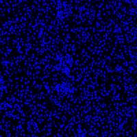 Hoechst 33342活细胞DNA染料