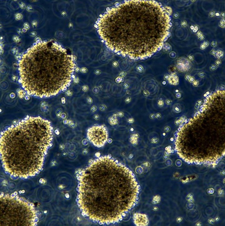 大鼠恶性淋巴瘤细胞Nb2-11 Cell Line from rat