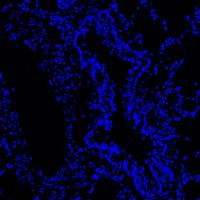 Hoechst 33258染色液（即用型）