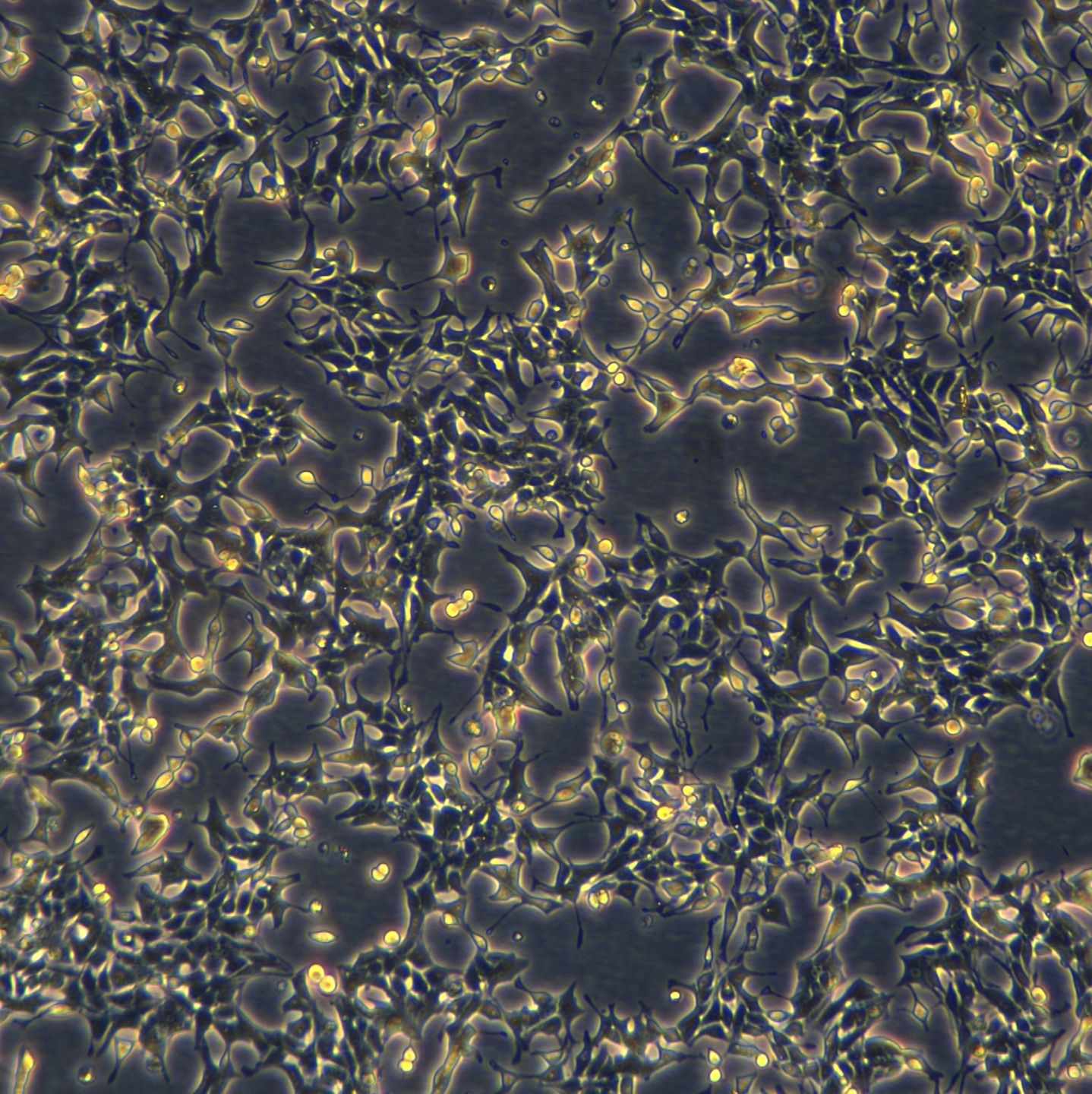 浙江美森-大鼠胰岛素瘤 RIN-14B