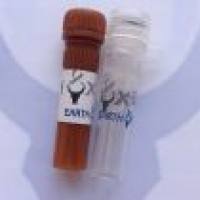 HRP, Goat Anti-Mouse IgG(H+L) 辣根酶标记,山羊抗小鼠二抗