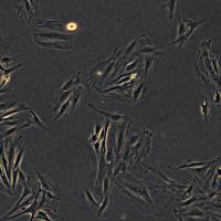 浙江美森-大鼠心肌细胞 H9C2(2-1)