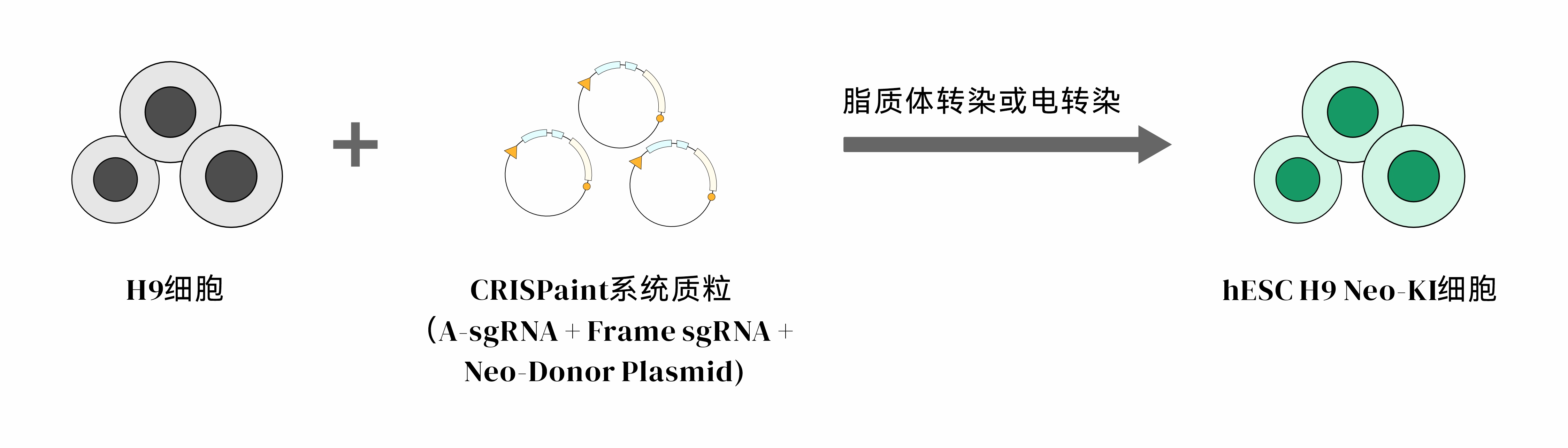 CRISPR/cas9基因敲入/插入细胞服务(荧光蛋白定点敲