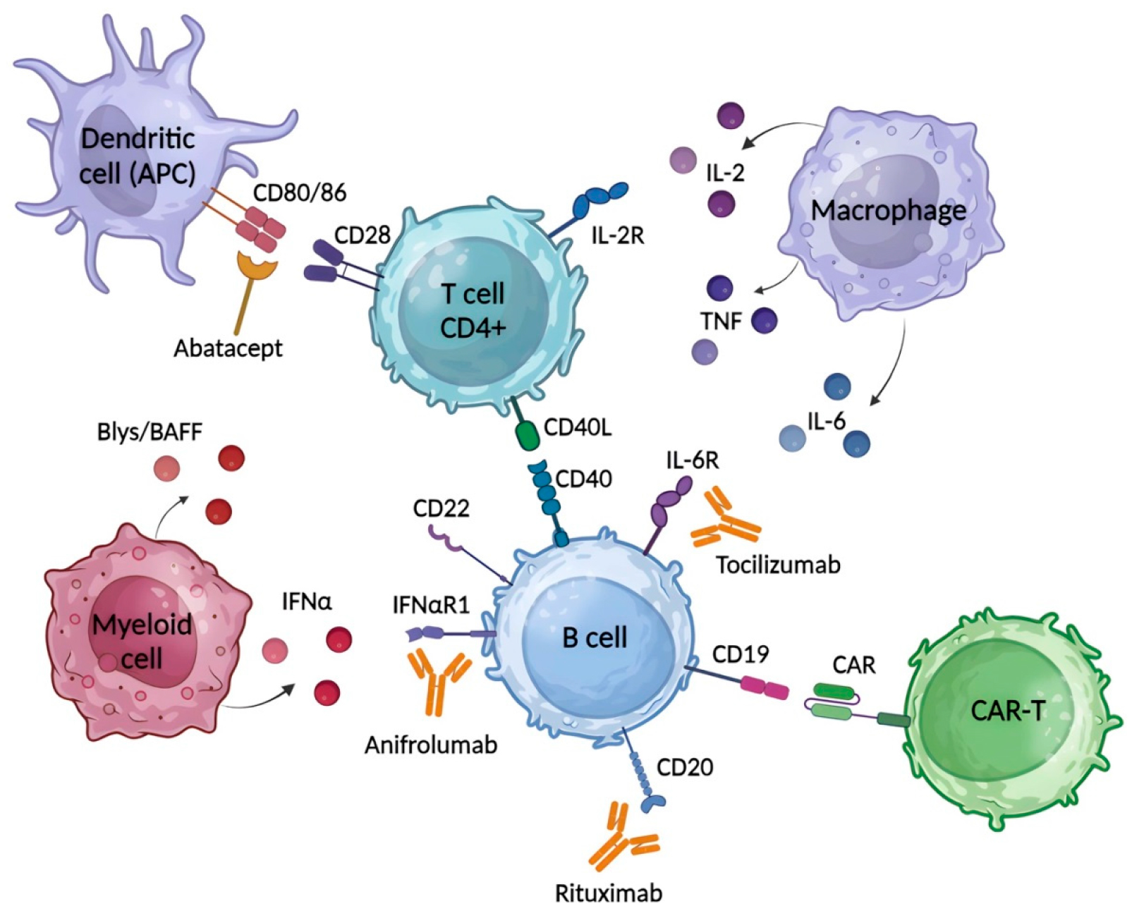 自免双抗时代来临！哪些靶点将改写自身免疫性疾病现状？