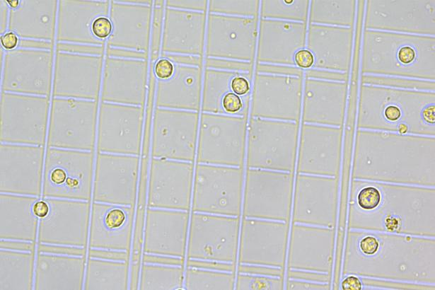 CRISPR/cas9基因敲入/插入细胞服务(荧光蛋白定点敲