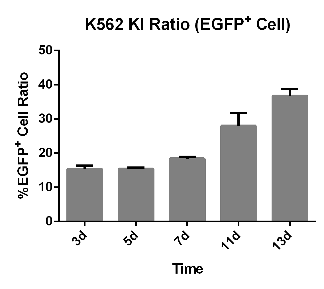 CRISPR/cas9基因敲入/插入细胞服务(荧光蛋白定点敲