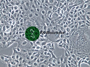 CAL-27细胞形态特性