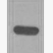 Anti-TAP Tag Mouse Monoclonal Antibody(Mix)