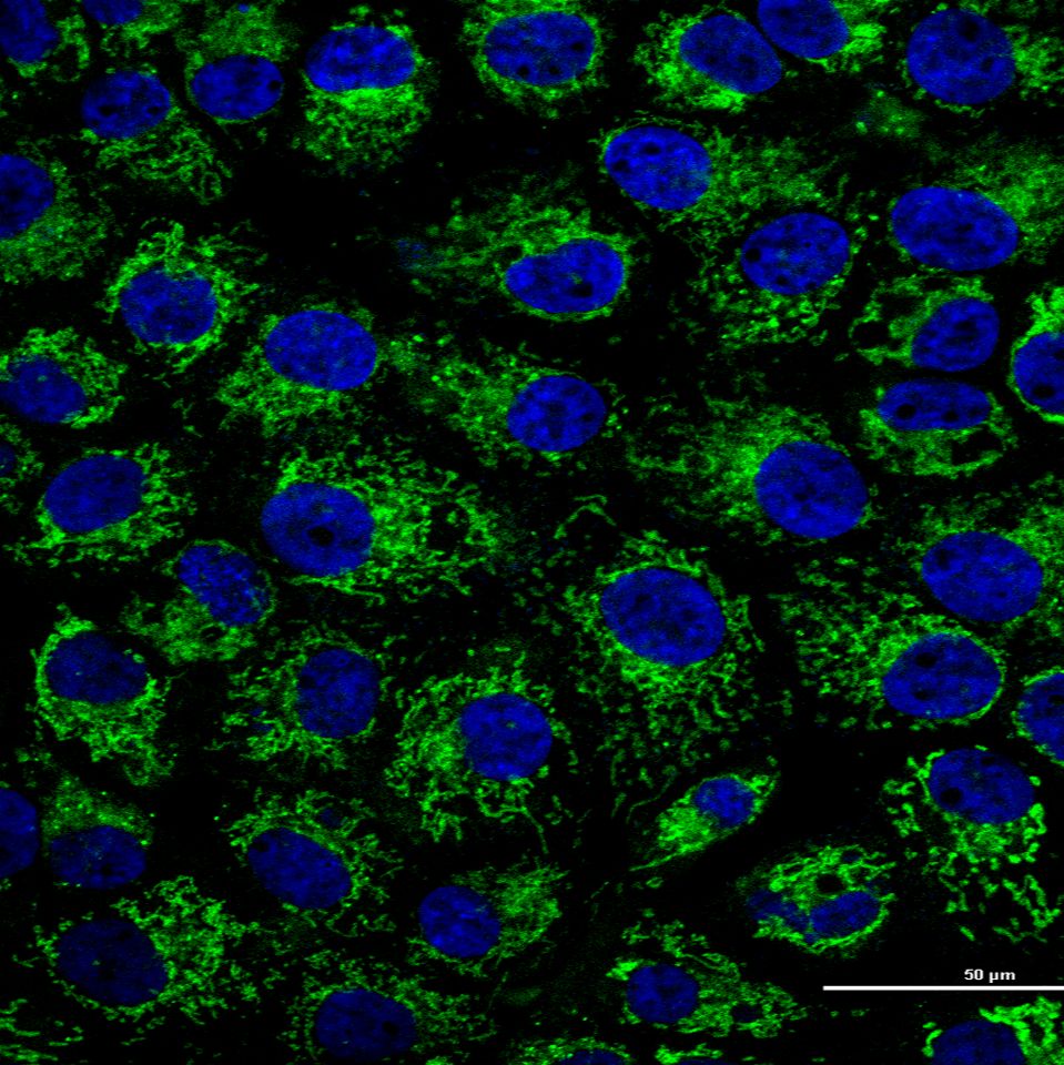 Mitochondrial Tracker (Green)(线粒体绿色荧光探针)