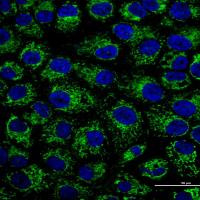 Mitochondrial Tracker (Green)(线粒体绿色荧光探针)