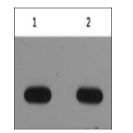 anti-Avi-Tag Mouse Monoclonal Antibody(5C2)