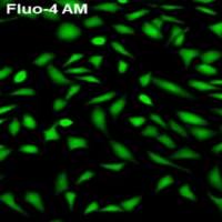 Fluo-4 AM(钙离子荧光探针)