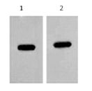 Anti-mCherry Mouse Monoclonal Antibody(Mix)