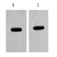 Anti-mCherry Mouse Monoclonal Antibody(Mix)