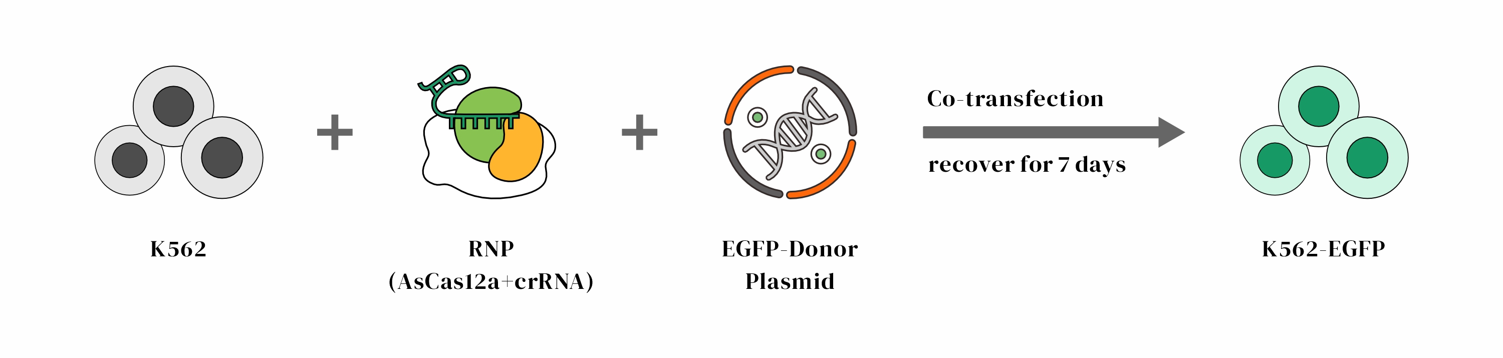 CRISPR/cas9基因敲入/插入细胞服务(荧光蛋白定点敲