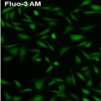 Fluo-3 AM（钙离子荧光探针）