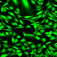 Fluo-4 AM（钙离子荧光探针,2mM）