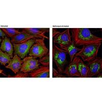 Lysosome Tracker (Green)(溶酶体绿色荧光探针)
