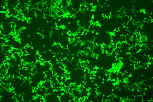 CRISPR/cas9基因敲入/插入细胞服务(荧光蛋白定点敲