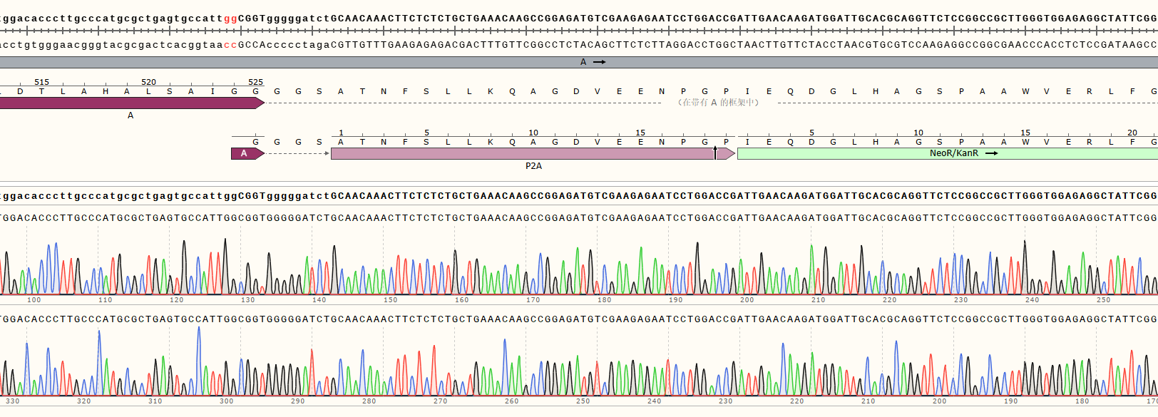 CRISPR/cas9基因敲入/插入细胞服务(荧光蛋白定点敲