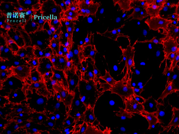 细胞培养搭配攻略：大鼠骨髓间充质细胞专用培养体系推荐
