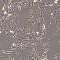 浙江（杭州）美森 小鼠成肌细胞 C2C12