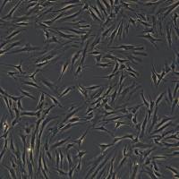 人皮肤成纤维细胞 HFF-1