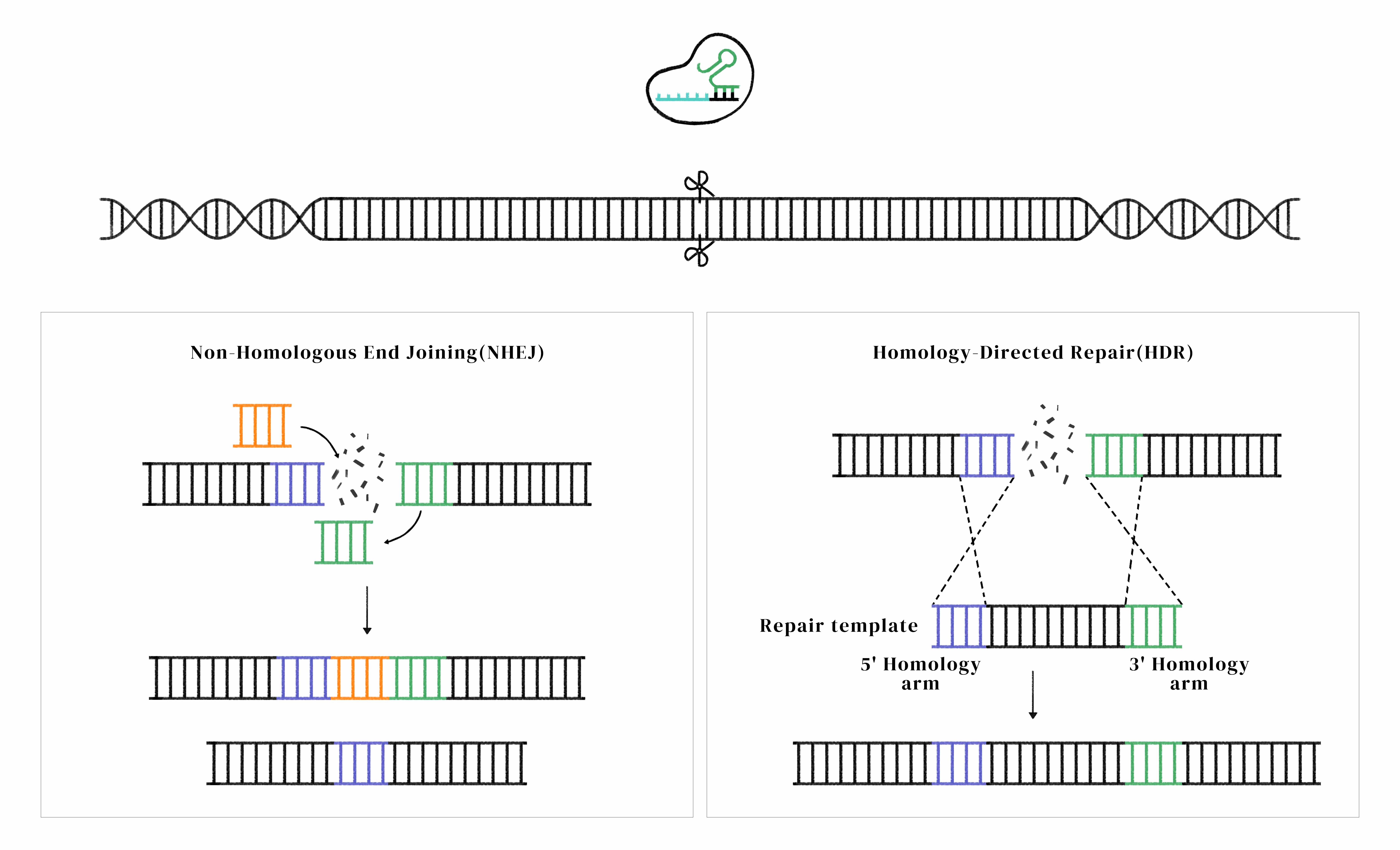 CRISPR/cas9基因敲入/插入细胞服务(荧光蛋白定点敲