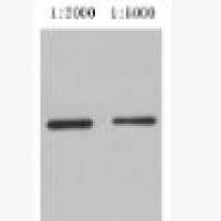 Anti-GST Rabbit Polyclonal Antibody GST兔源多克隆标签抗体