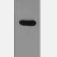 anti-ECFP Tag Rabbit Polyclonal Antibody