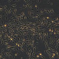 正常人肠上皮细胞