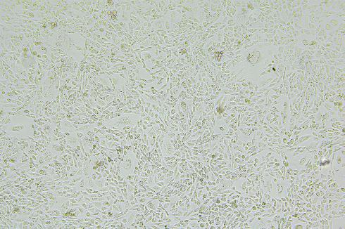 CRISPR/cas9基因敲入/插入细胞服务(荧光蛋白定点敲