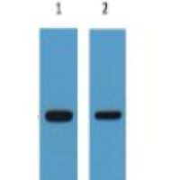 Anti-GFP Tag Mouse Monoclonal Antibody(3E5)小鼠源GFP单克隆标签抗体