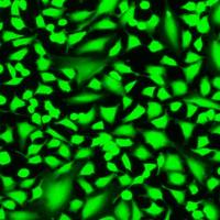 6-CDCFDA SE(6-羧基-2',7'-二氯荧光素二乙酸,琥珀酰亚胺酯)