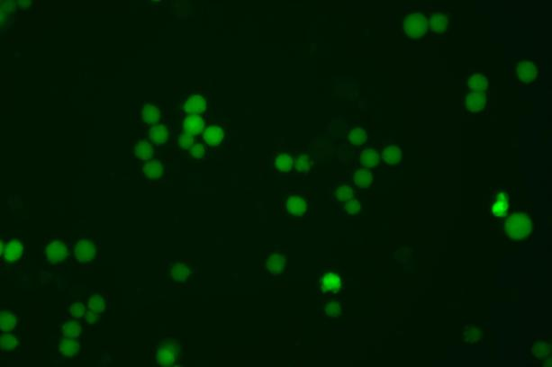 CRISPR/cas9基因敲入/插入细胞服务(荧光蛋白定点敲