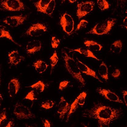 DASPEI线粒体荧光探针