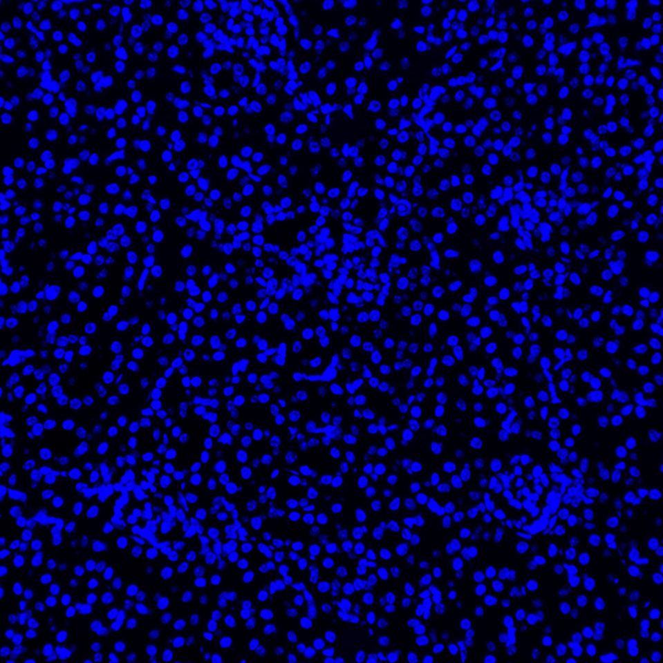 Hoechst 33258活细胞DNA染料