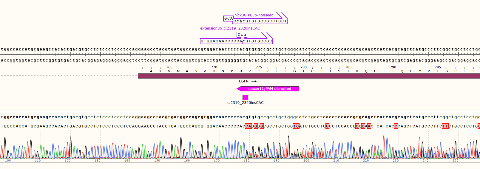CRISPR/cas9基因敲入/插入细胞服务(荧光蛋白定点敲
