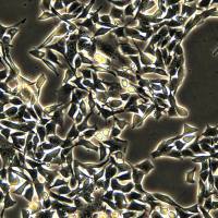 浙江美森-小鼠黑色素瘤细胞 B16-F10