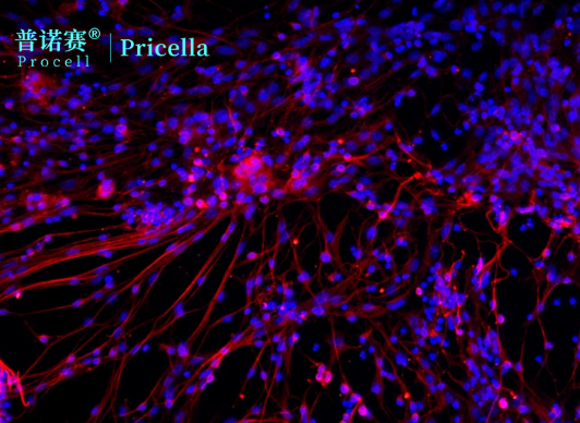 小鼠皮层神经元细胞高活性培养方案及实验应用指南