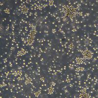 浙江美森-骨髓白血病细胞 MOLM16