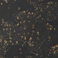 浙江（杭州）美森 外周血来源的iPSC细胞 hiPSC-Blood