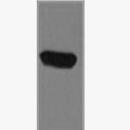 anti-EBFP Tag Mouse Polyclonal Antibody产品图