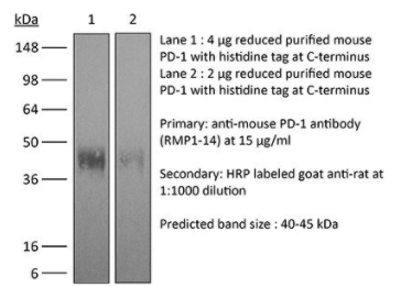 InVivoPlus抗小鼠PD-1(CD279)限时促销，超值优惠