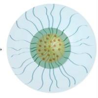 负载吲哚菁绿的羧基甜菜碱甲基丙烯酸酯聚合物胶束被叶酸修饰 ICG@PCBMA-FA