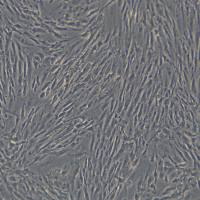 人原代胃成纤维细胞